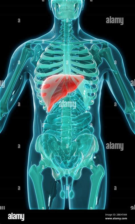 Anatomy Liver Skeleton Hi Res Stock Photography And Images Alamy