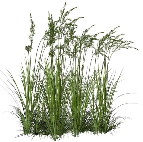 Download Long Grass Png Image Background Grass Texture Alpha