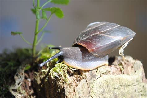 Pet lovers looking to buy exotic pets online or buy animals online have to look no further than exoticpet online store. Пин на доске Pet snails for sale