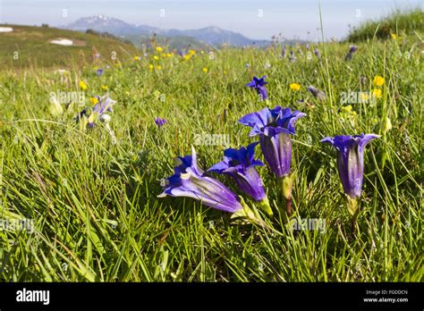 Trumpet Gentian Gentiana Acaulis Flowering Growing In Alpine Pasture