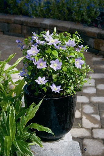 Here's everything you need to plant, prune, and care for these perennial flowering vines organically. Clematis Care: Growing Clematis in Garden Pots and ...