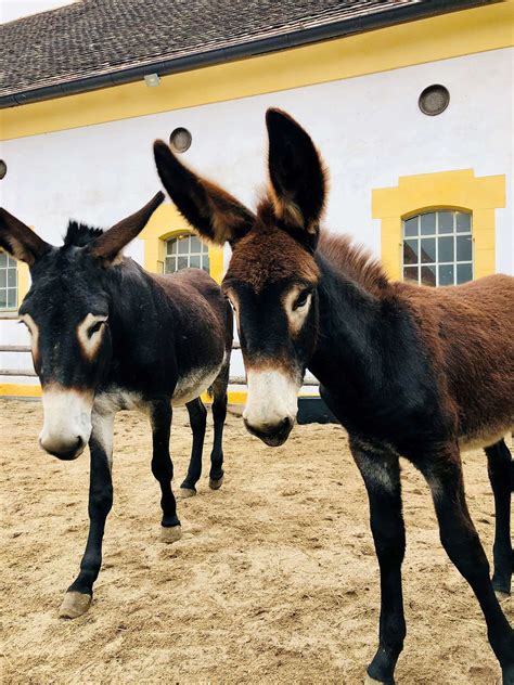 The Catalan Donkey Animal World Schloss Hof Estate