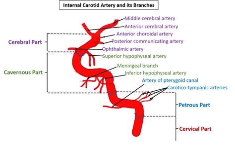 The ascending pharyngeal artery occasionally takes off from the proximal ica also, as does the occipital. Internal Carotid Artery