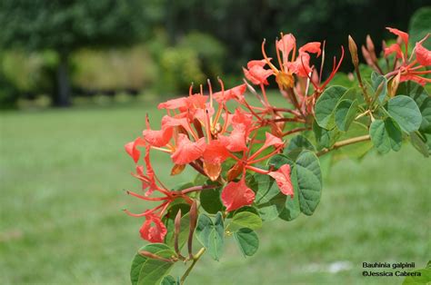 It is called orchid tree for a reason. Bauhinia galpinii - Red Orchid - Freund Flowering Trees Inc.