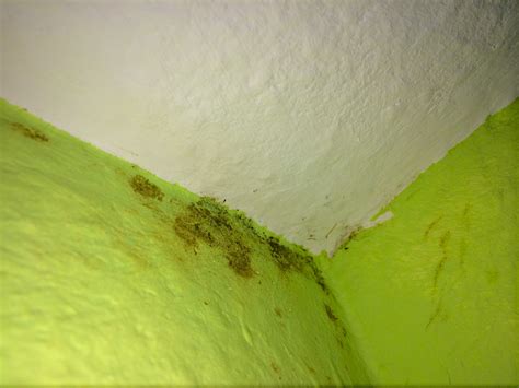 Alles, was sie zum thema schimmel in wohnungen wissen sollten 1. Schimmel an meiner Wand? (Wohnung, Zimmer, Schimmelpilz)