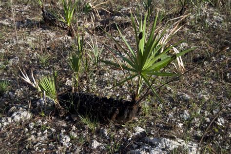 Saw Palmettos Regrowing Clippix Etc Educational Photos For Students