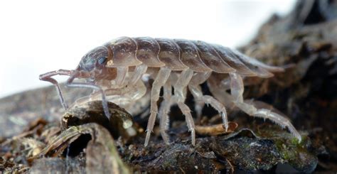 evolution - Examples of animals with 12-28 legs? - Biology Stack Exchange