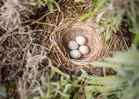 Birds Laying Eggs In Nest