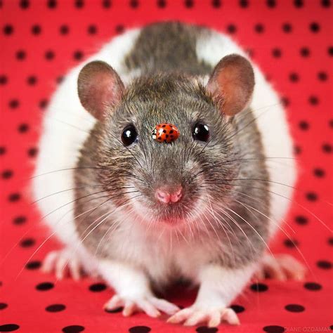 Cute Pet Rat Photos That Will Melt Your Heart By Diane Özdamar