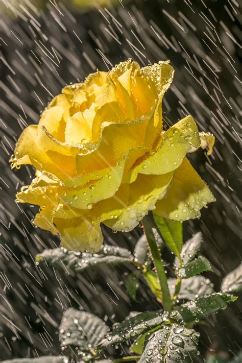 7 Best Of Yellow Rose Flowers In Rain Images