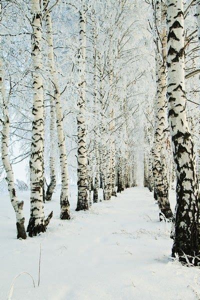 White Birch Trees In The Snow ~ 4 Season World Winter Scenery Winter