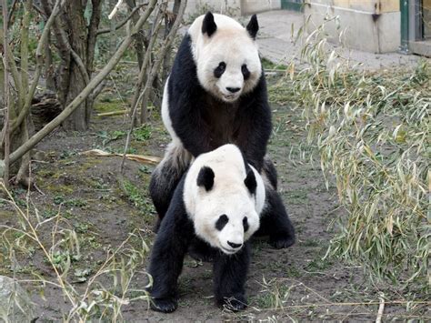 Gallery Caught In The Act Rare Panda Mating Filmed At Vienna Zoo Today