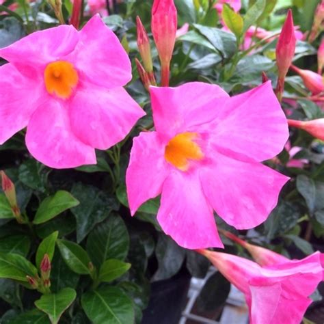Your tomato growing hq · exclusive products · sustainable gardening Best Fertilizer Mandevilla | Cromalinsupport