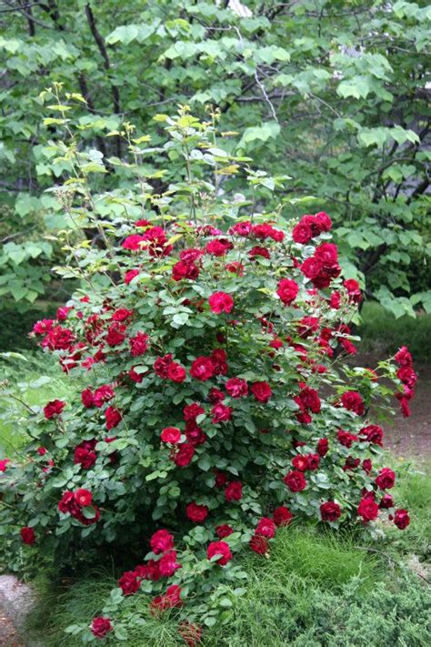 Rose Bushes Types Red Rose Bush With Images Rose Bush Tropical Garden Red Roses