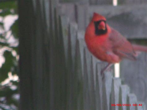 Male Cardinal State Bird Of West Virginia Red Birds State Birds Bird