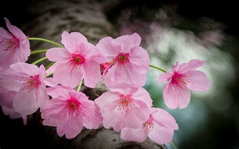 Japanese Spring Flowers Pink Striped Blossoms In A Park Osaka Japan