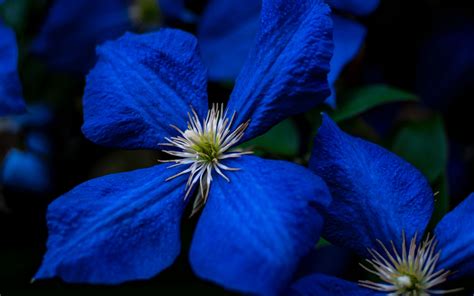 Download Wallpaper 3840x2400 Flowers Blue Closeup Flowering Plant