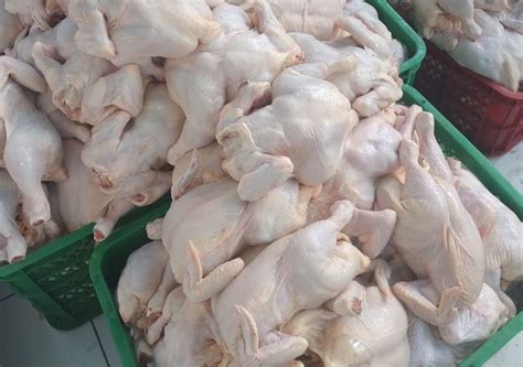 Referensi harga telur ayam ras. ayam broiler Archives - Aplikasi Pertanian & Media ...