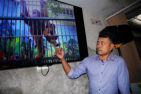 Taman minimalis depan rumah menjadi bagian yang harus didesain dengan baik. Taman Hewan Siantar Diminta Serahkan Orangutan Sumatera ke Pemerintah : Mongabay.co.id