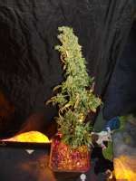 Auto Purple Glam Kush (Bulk Seed Bank) :: Cannabis Strain Gallery