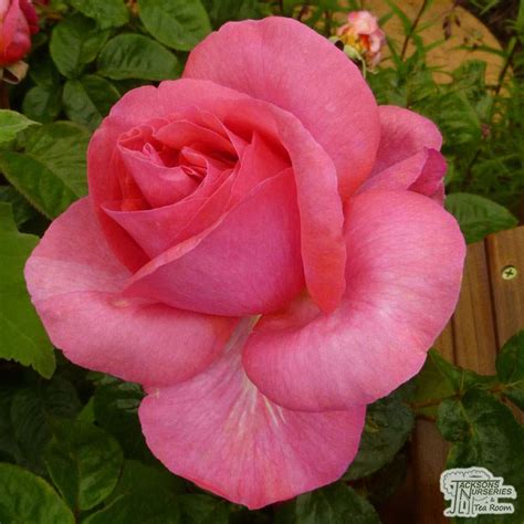 Buy Rosa Special Anniversary (Hybrid Tea Rose) in the UK