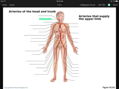 The two exceptions are the pulmonary and the umbilical arteries. Artery and Vein Labeling Quiz Flashcards | Easy Notecards