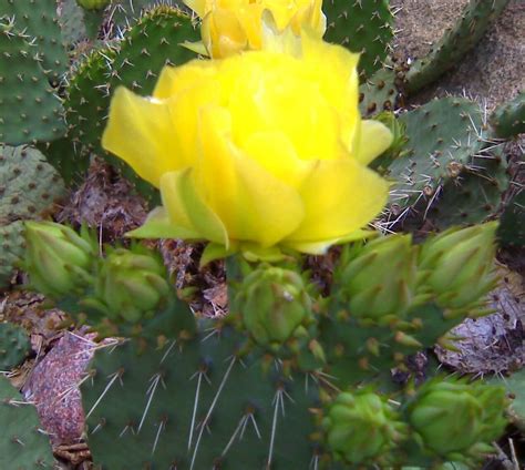 Desert Rose Cactus In Bloom Blooming Cactus Desert Flowers