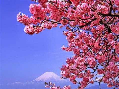 Aksara murda atau aksara gedhe jumlahnya ada 8 aksara. 70+ Ide Sketsa Pemandangan Bunga Sakura, Gambar Pemandangan