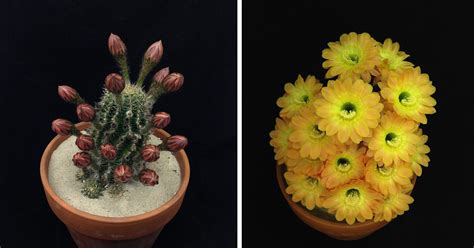It's knitted from the bottom up in stranded colorwork that is charted. Hypnotizing Time-Lapse GIFs Show How Cactuses Bloom | DeMilked
