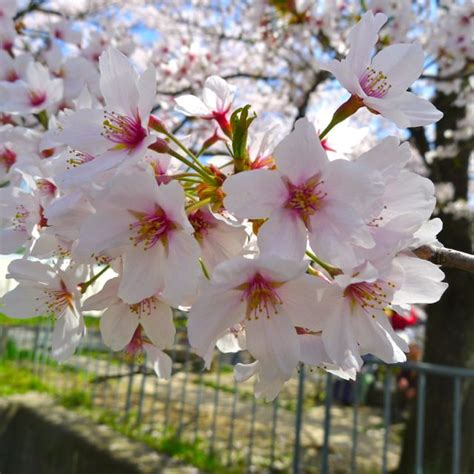Musim bunga sakura pada 2016 bermula pada hujung bulan mac sehingga pertengahan bulan april. 5 Jenis Tanaman Bunga Sakura Paling Cantik Di Dunia - Info ...
