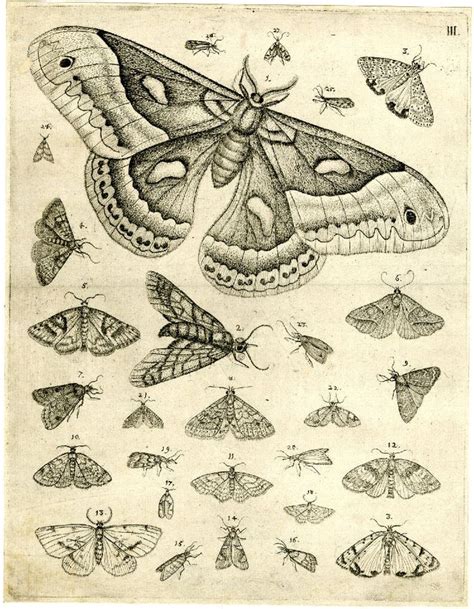 Image Gallery Print Moth Drawing Moth Illustration Moth Tattoo