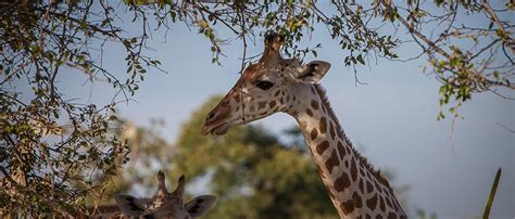 West African Giraffe African Wildlife Foundation