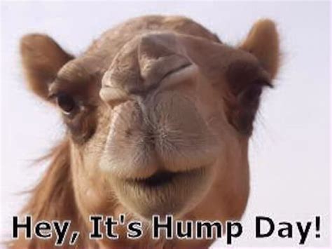 Happy Hump Day Camel Pictures Photos And Images For Facebook Tumblr