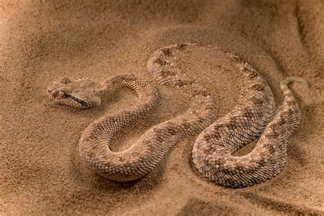 Sandy Snake Image National Geographic Your Shot Photo Of The Day
