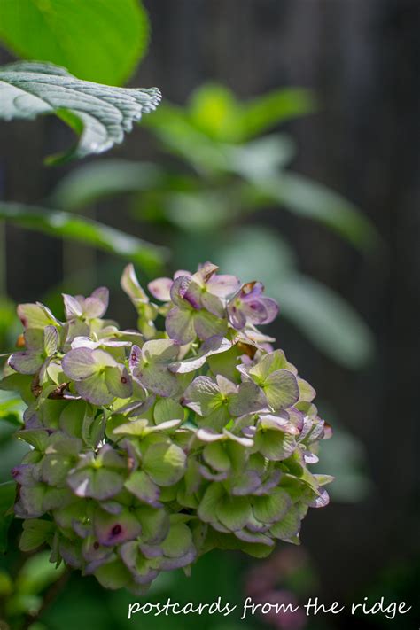 How To Easily Dry Hydrangeas Postcards From The Ridge