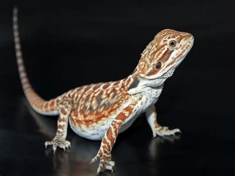 The Definitive Guide To Fancy Bearded Dragons Reptile District