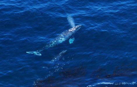 Lamp lighter inn on ocean ave in carmel by the sea. Whale Watching Packages In Carmel, CA - Carmel By-The-Sea ...