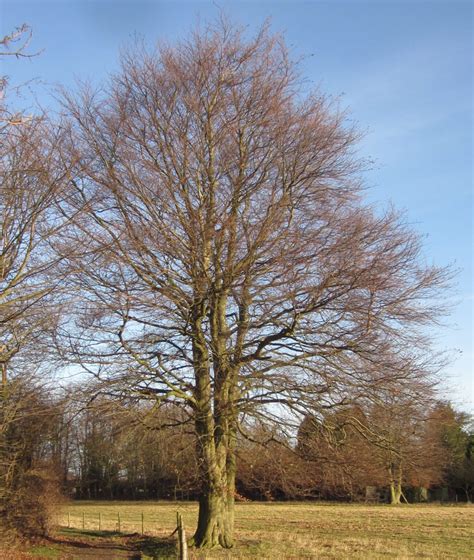 Beech Tree Guide Uk Common Beech Tree Identification