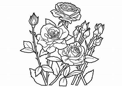 Coloring Rose Roses Pages Fresh Sharon Flowers