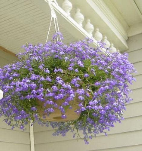 Shopping online with florist supplies uk is safe and secure. Trailing Lobelia Plants. Hanging Basket Plants. 12 Garden ...