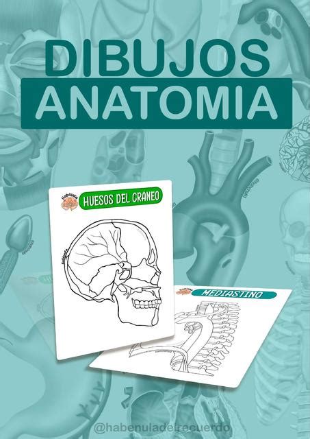 Total 98 Imagen Dibujos De Anatomia Para Colorear Viaterramx