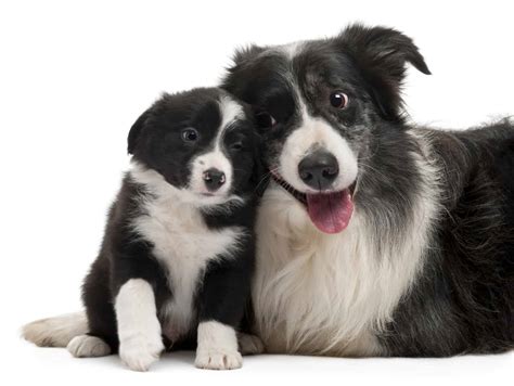 Border Collies Weight And Growth Chart Complete Guide