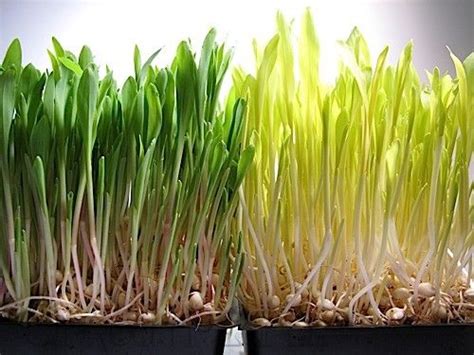 Popcorn Shoots Growing Microgreens Growing Corn Microgreens