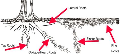 3 Types Of Tree Root Systems A Plus Tree