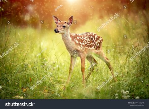 Baby Deer Bambi Grass Summer On Stock Photo 1771810241 Shutterstock