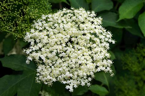 Common Elderberry Plant Care And Growing Guide