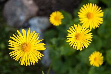 Kesäisiä kukkia Ilmaisia kuvia Suomesta