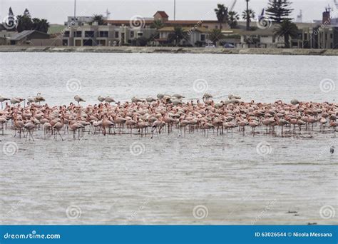 Pink Flamingos In Walvis Bay Namibia Stock Photo Image Of Scenic Scenery