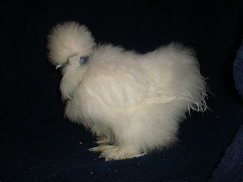 Pin On Showgirl Chickens