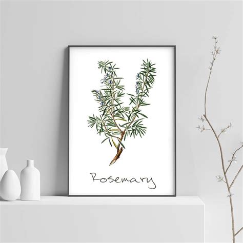 Rosemary Printable Rosemary Plant Rosemary Print Rosemary Etsy Herb
